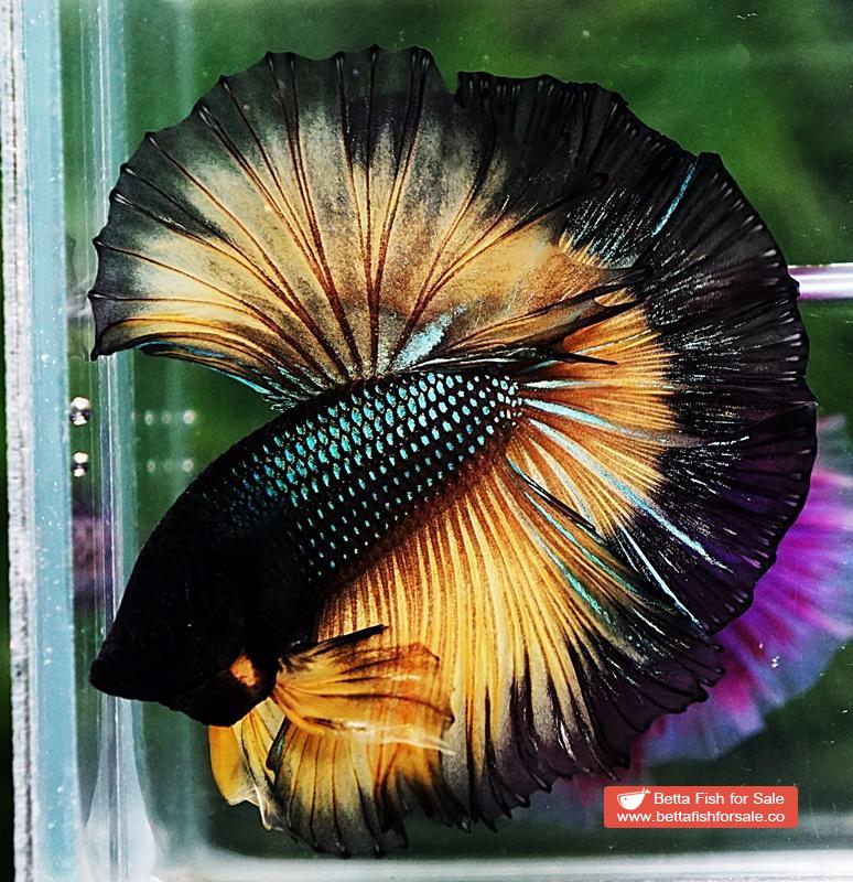 Betta fish OHM Mustard Gas Butterfly Sky Hawk - Image 5