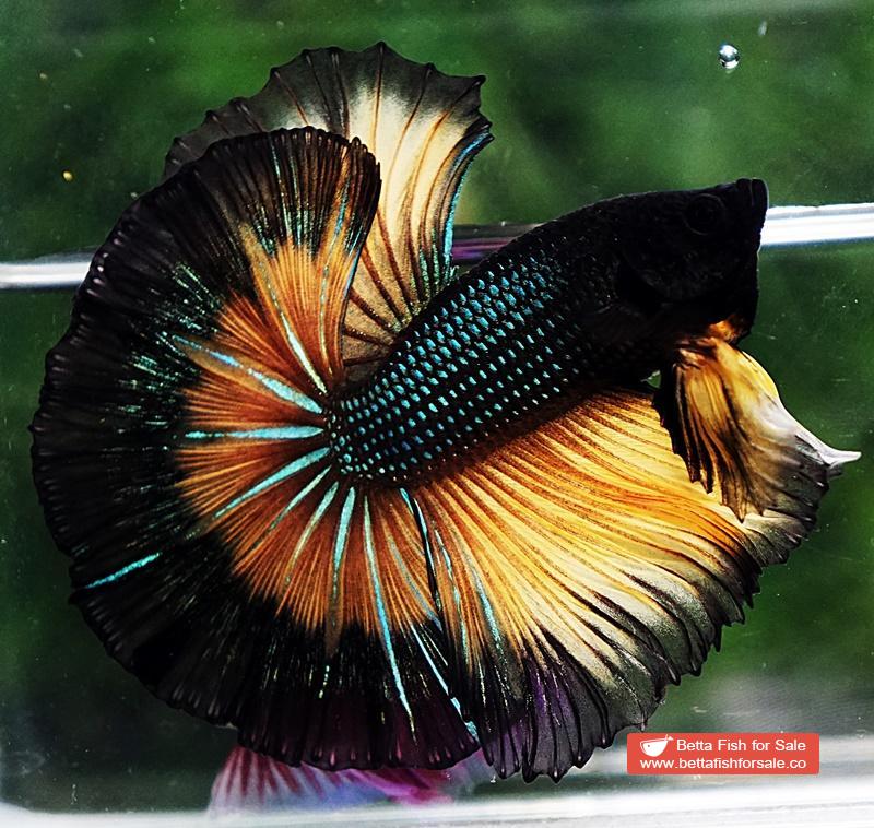 Betta fish OHM Mustard Gas Butterfly Sky Hawk - Image 6