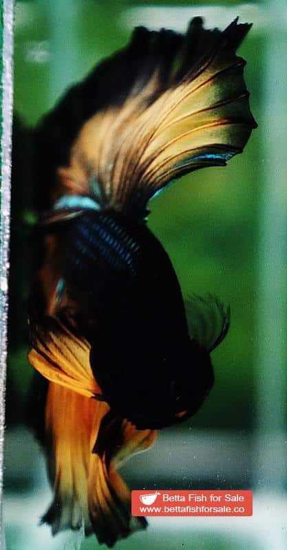 Betta fish OHM Mustard Gas Butterfly Sky Hawk - Image 7