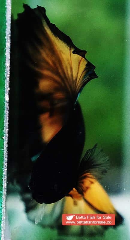 Betta fish OHM Mustard Gas Butterfly Sky Hawk - Image 8