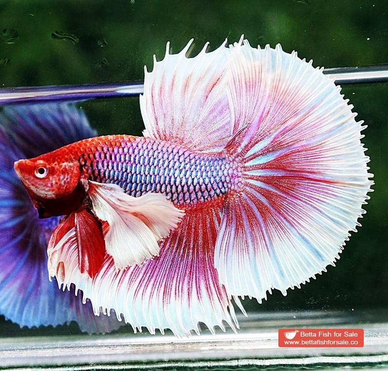 Betta fish OHM Prince of Pink Dumbo - Image 6