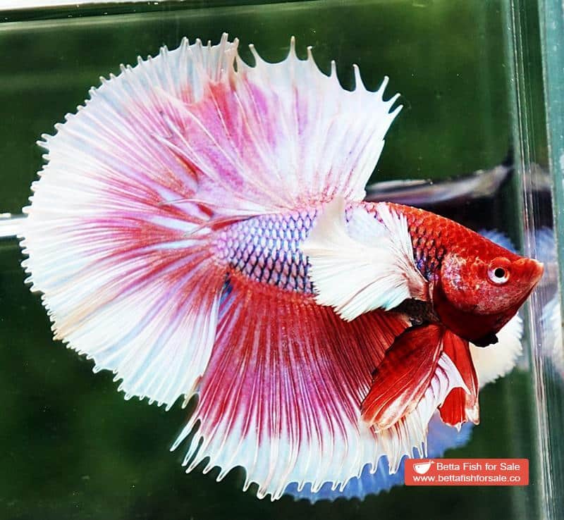 Betta fish OHM Prince of Pink Dumbo - Image 3