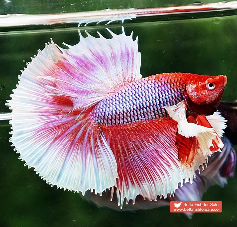 Betta fish OHM Prince of Pink Dumbo - Image 5
