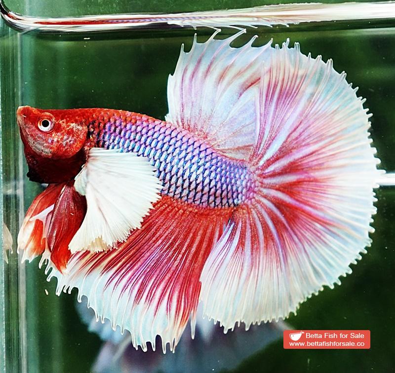 Betta fish OHM Prince of Pink Dumbo - Image 2