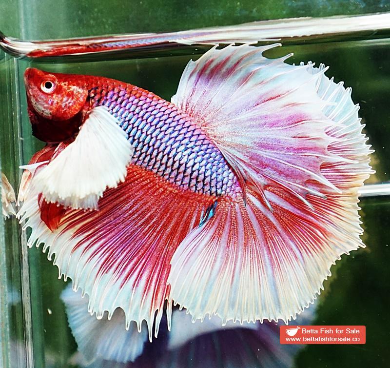 Betta fish OHM Prince of Pink Dumbo - Image 4