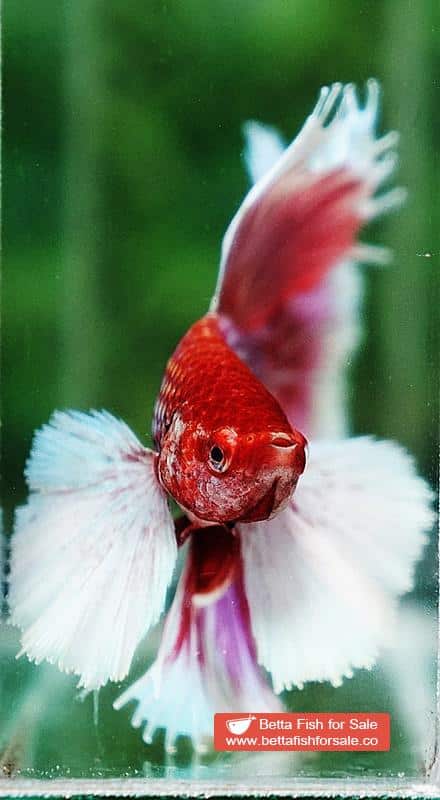 Betta fish OHM Prince of Pink Dumbo - Image 7