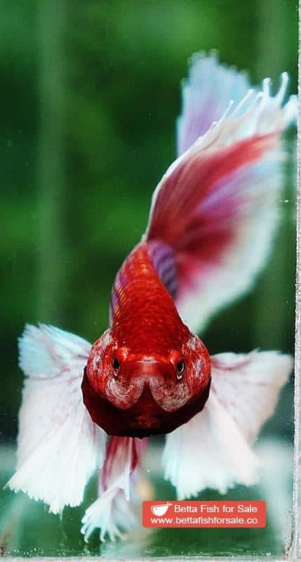 Betta fish OHM Prince of Pink Dumbo - Image 8