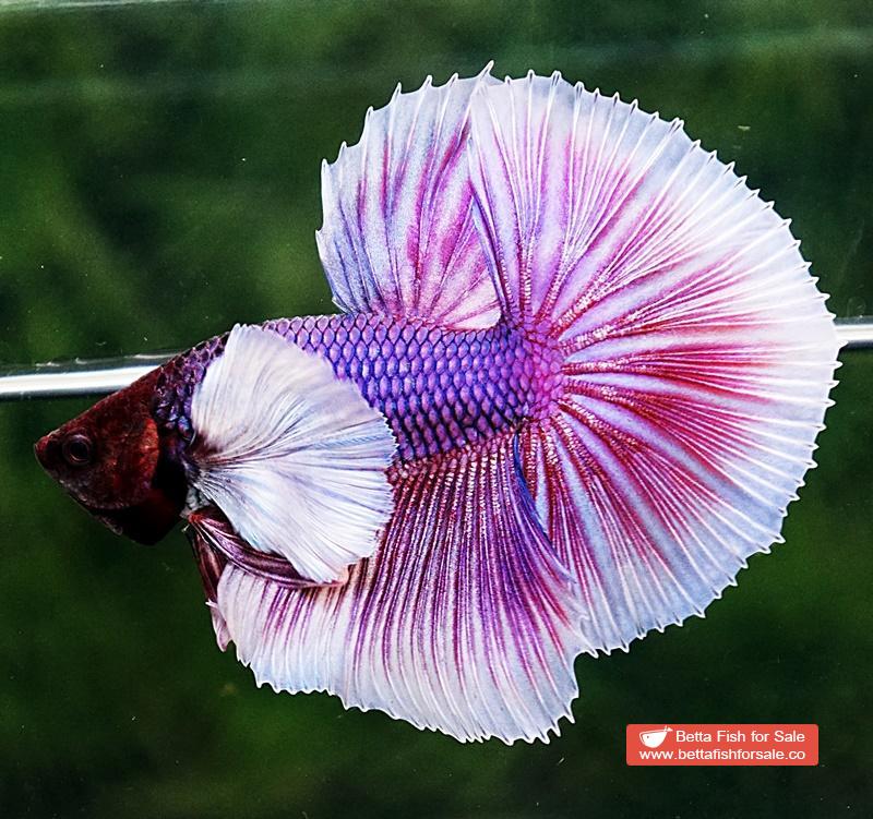 Betta fish OHM Prince of Purple Lavender (Comp Grade) - Image 3