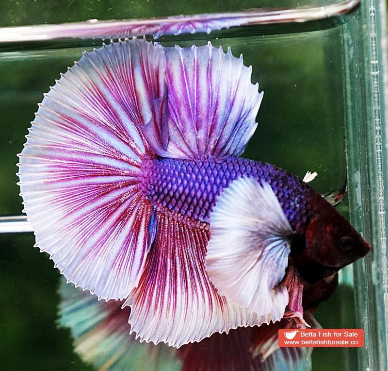 Betta fish OHM Prince of Purple Lavender (Comp Grade) - Image 4