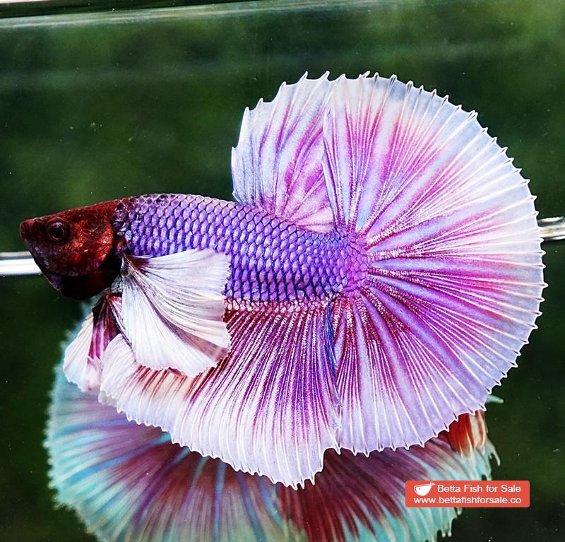 Betta fish OHM Prince of Purple Lavender (Comp Grade) - Betta Buzz