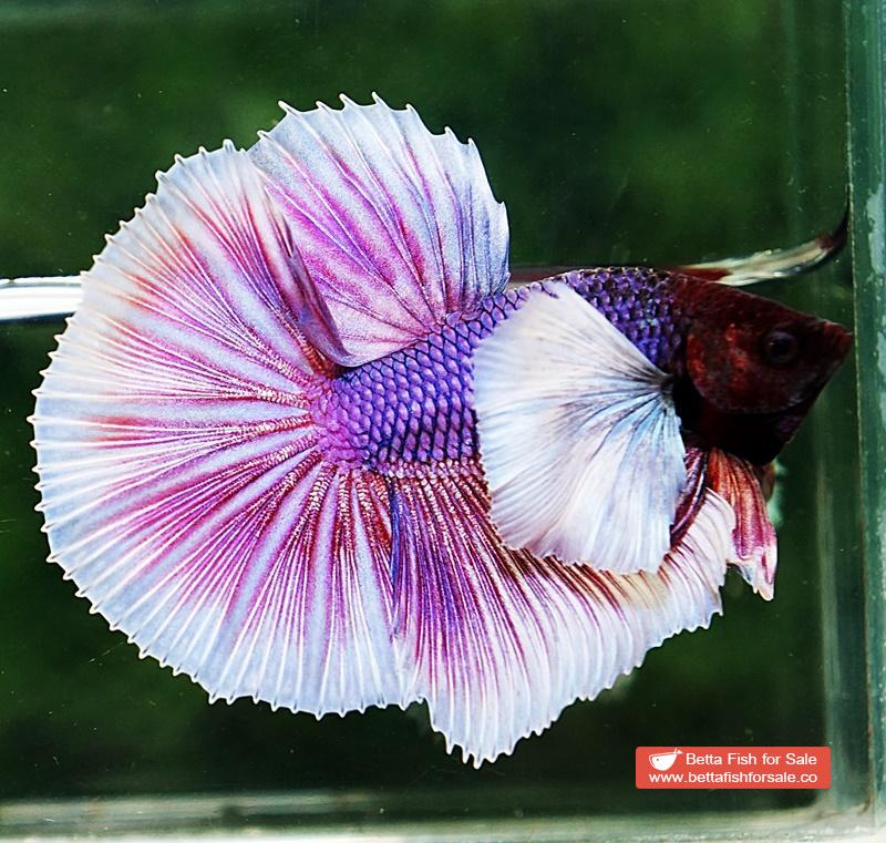 Betta fish OHM Prince of Purple Lavender (Comp Grade) - Image 2