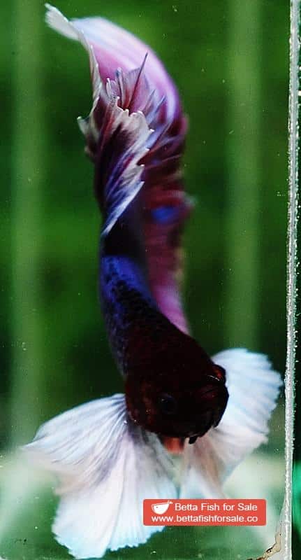 Betta fish OHM Prince of Purple Lavender (Comp Grade) - Image 6