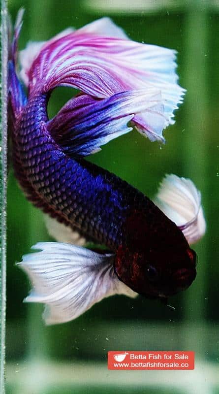 Betta fish OHM Prince of Purple Lavender (Comp Grade) - Image 7