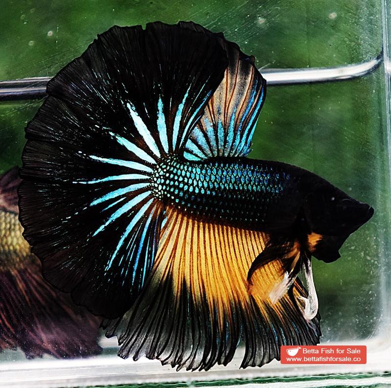 Betta fish OHM Emerald Mustard Gas Sky Hawk - Image 4