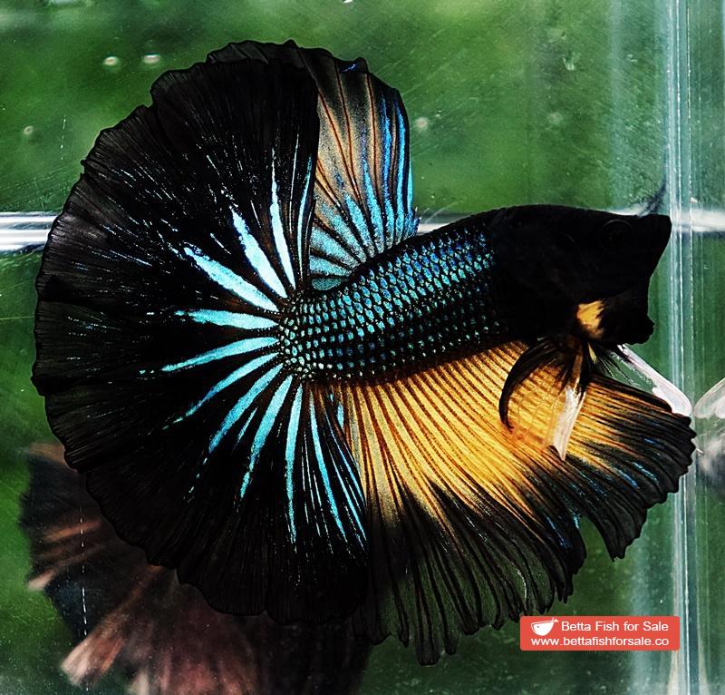 Betta fish OHM Emerald Mustard Gas Sky Hawk - Image 6
