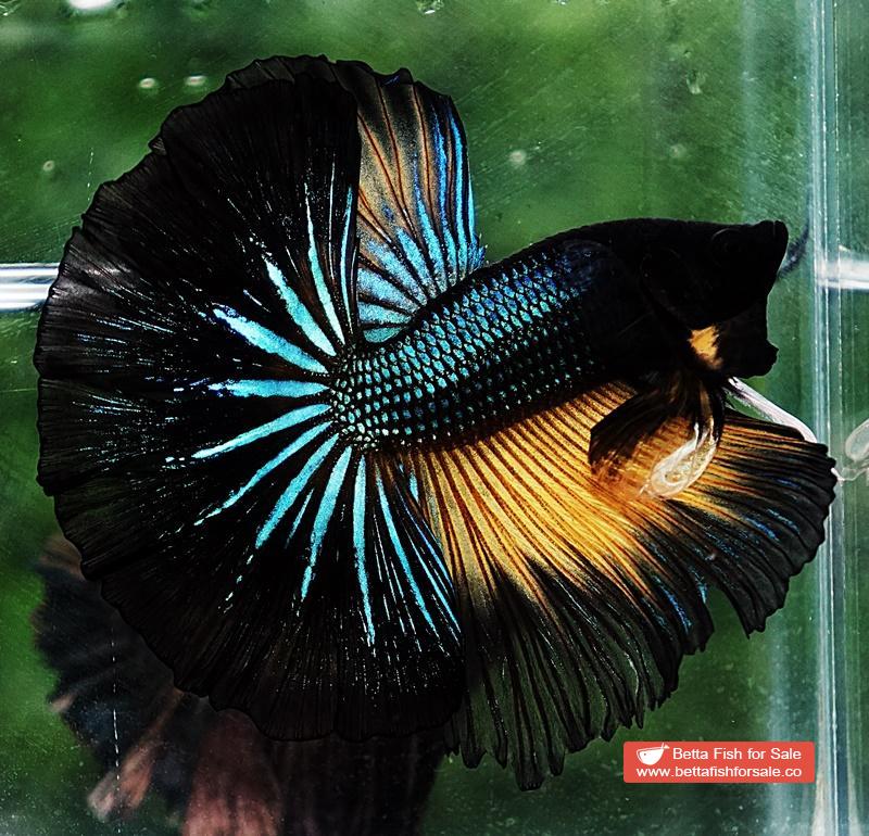 Betta fish OHM Emerald Mustard Gas Sky Hawk - Image 2