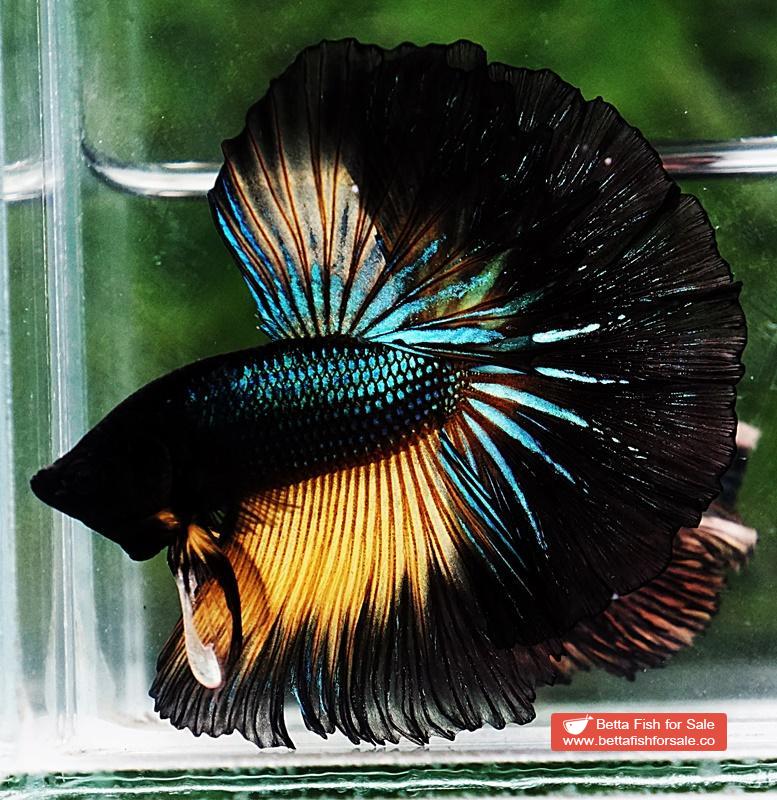 Betta fish OHM Emerald Mustard Gas Sky Hawk - Image 5