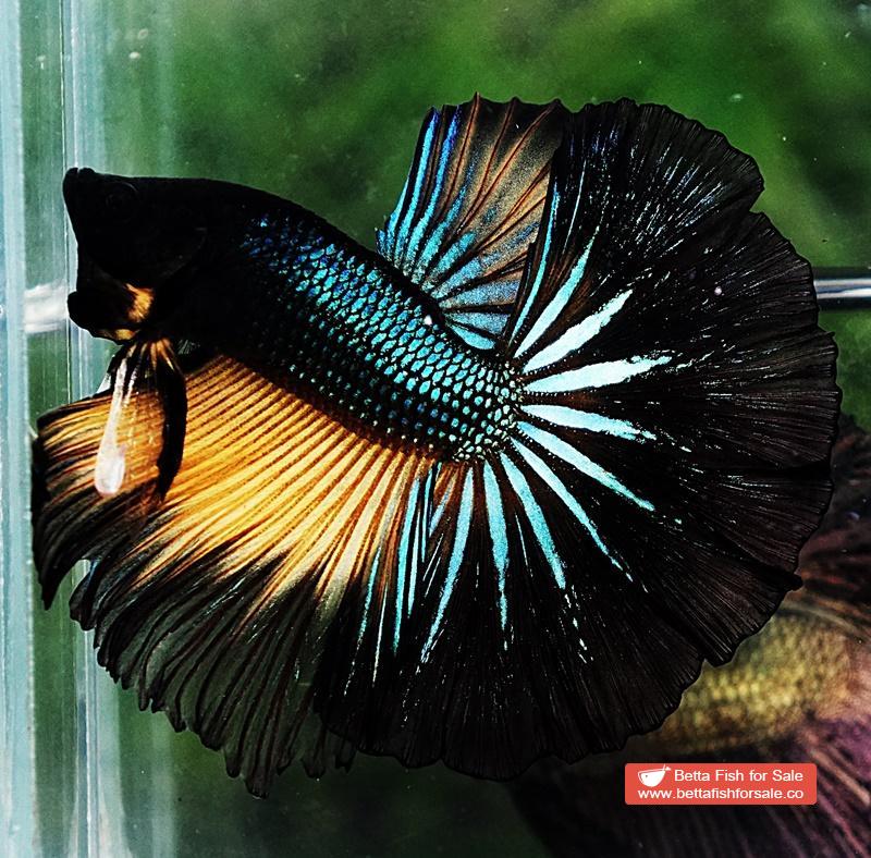 Betta fish OHM Emerald Mustard Gas Sky Hawk - Image 3