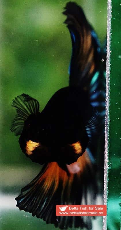 Betta fish OHM Emerald Mustard Gas Sky Hawk - Image 7