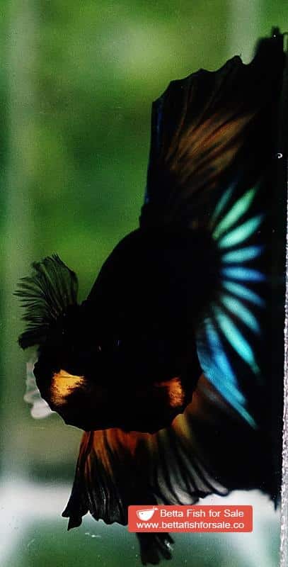 Betta fish OHM Emerald Mustard Gas Sky Hawk - Image 8
