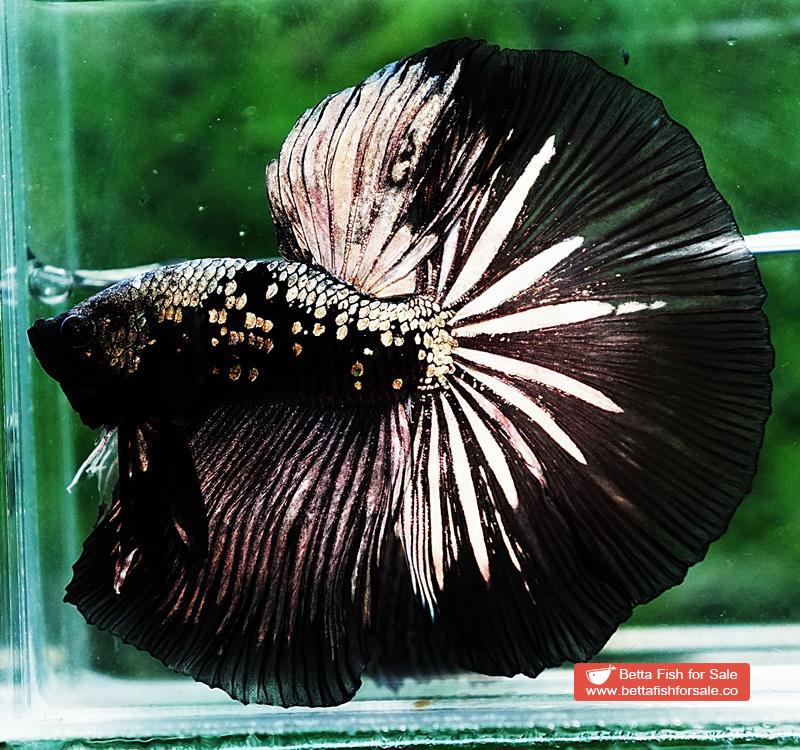 Betta fish OHM King Shadow Black Gold Star Series (Rare) - Image 4