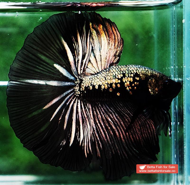 Betta fish OHM King Shadow Black Gold Star Series (Rare) - Image 5