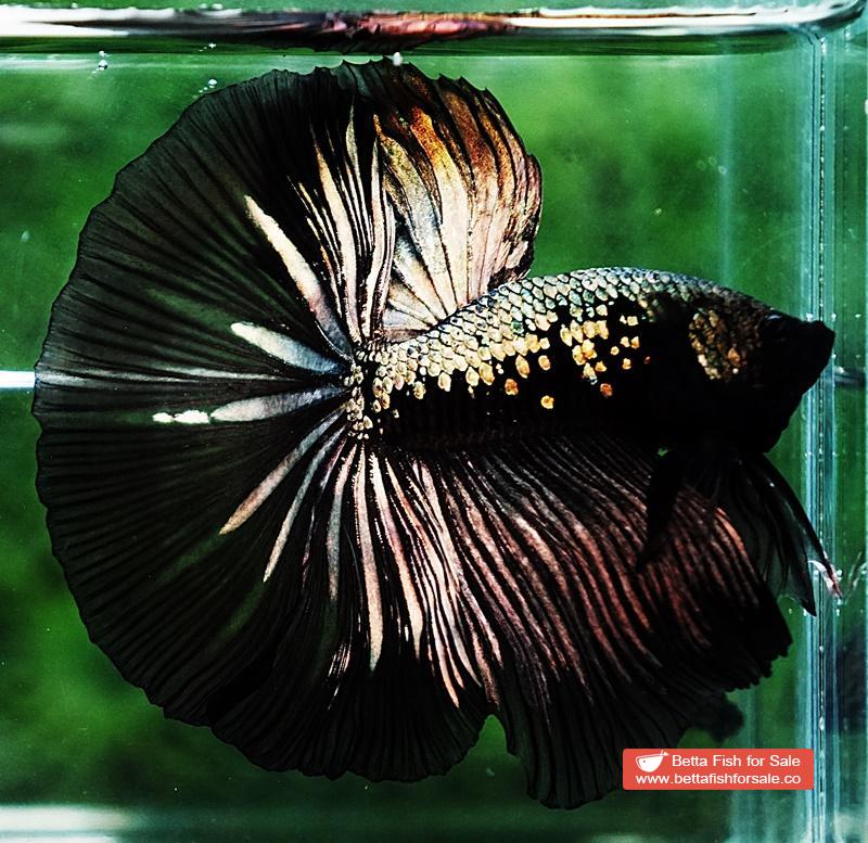 Betta fish OHM King Shadow Black Gold Star Series (Rare) - Image 3
