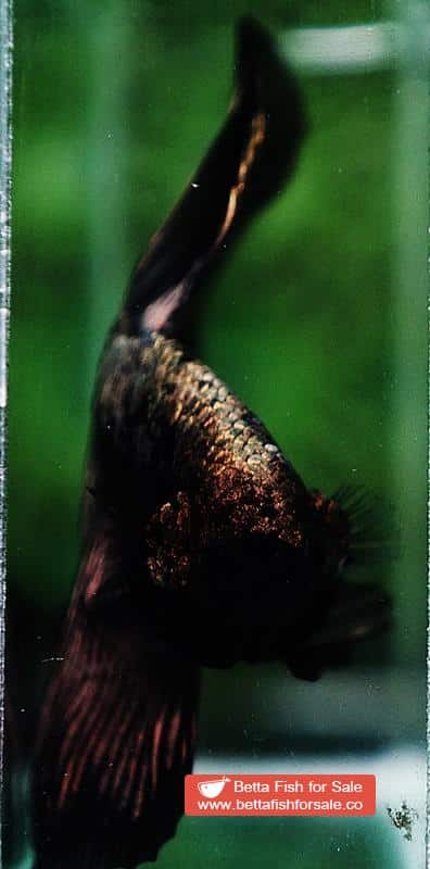 Betta fish OHM King Shadow Black Gold Star Series (Rare) - Image 6