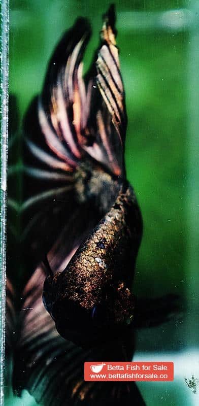 Betta fish OHM King Shadow Black Gold Star Series (Rare) - Image 7