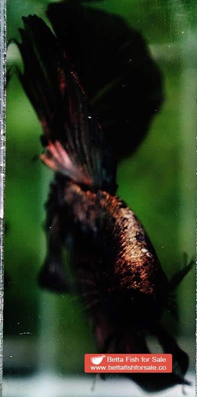 Betta fish OHM King Shadow Black Gold Star Series (Rare) - Image 8