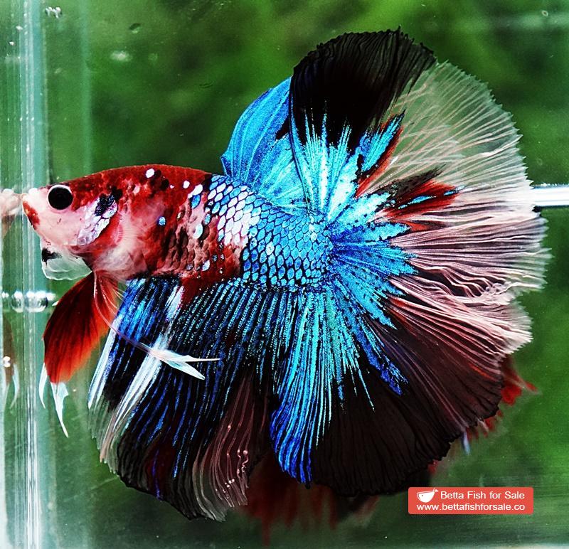 Betta fish OHM Blue Crystal Koi - Image 4