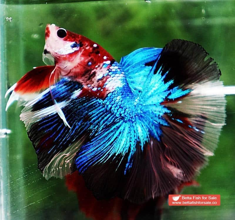 Betta fish OHM Blue Crystal Koi - Image 6