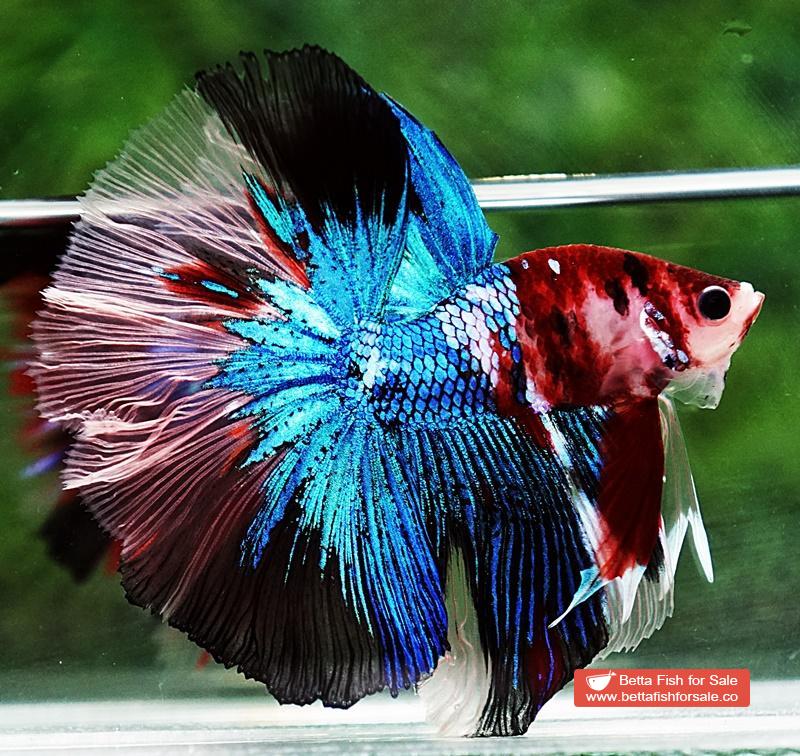 Betta fish OHM Blue Crystal Koi - Image 5