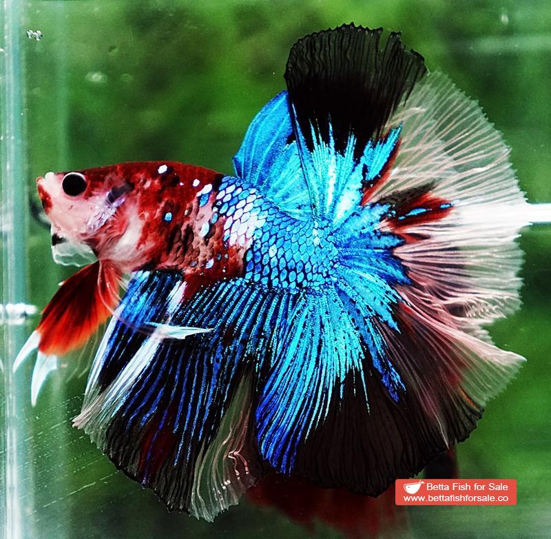Betta fish OHM Blue Crystal Koi - Image 2