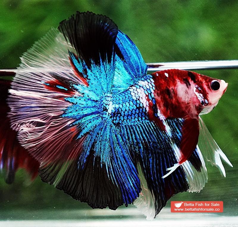 Betta fish OHM Blue Crystal Koi - Image 3