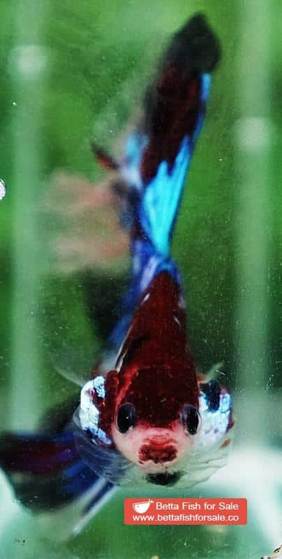 Betta fish OHM Blue Crystal Koi - Image 7