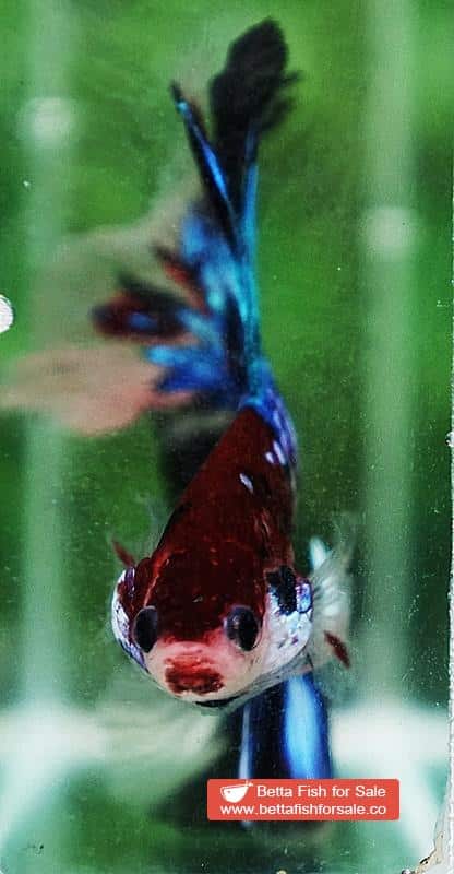 Betta fish OHM Blue Crystal Koi - Image 8
