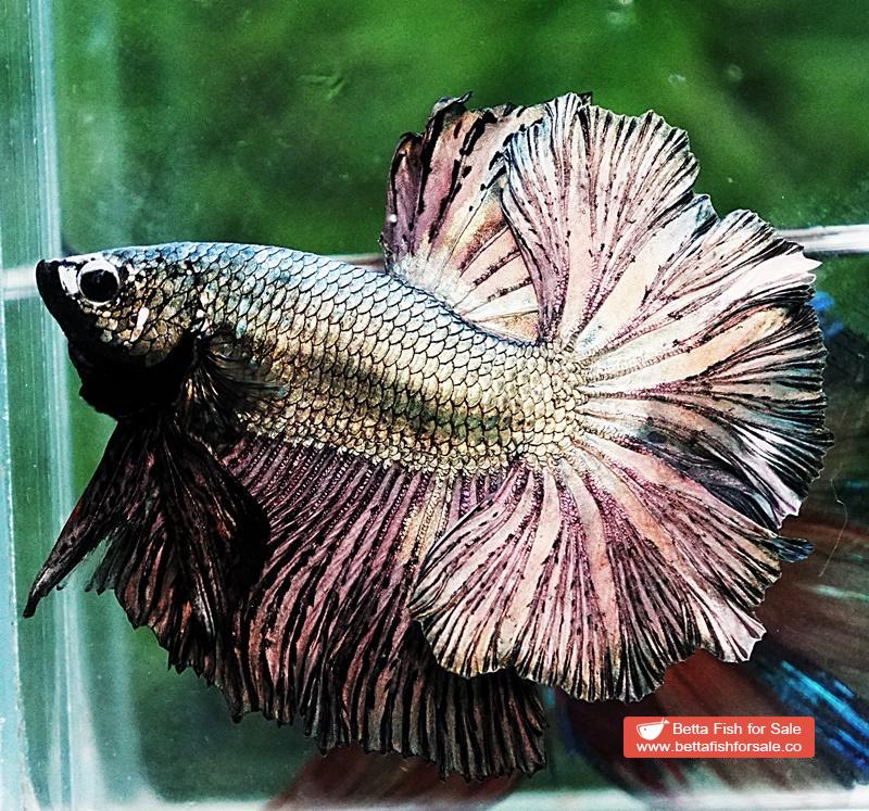 Betta fish OHM Classic Copper Gold Rosetail