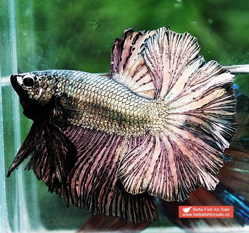Betta fish OHM Classic Copper Gold Rosetail - Image 2
