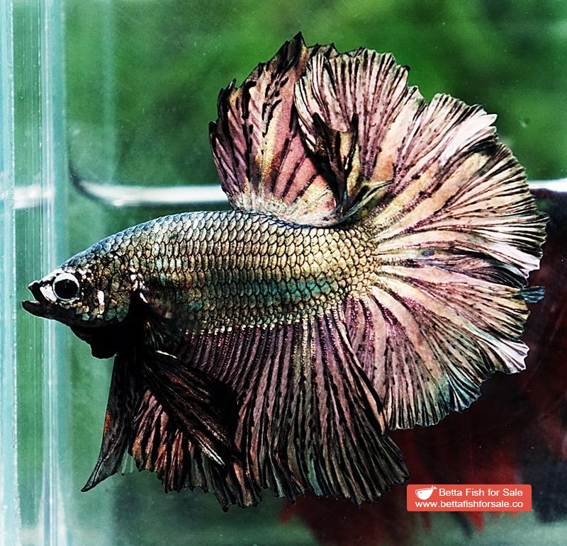 Betta fish OHM Classic Copper Gold Rosetail - Image 4