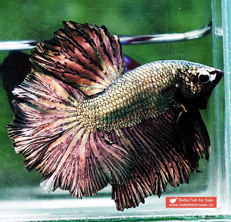 Betta fish OHM Classic Copper Gold Rosetail - Image 3