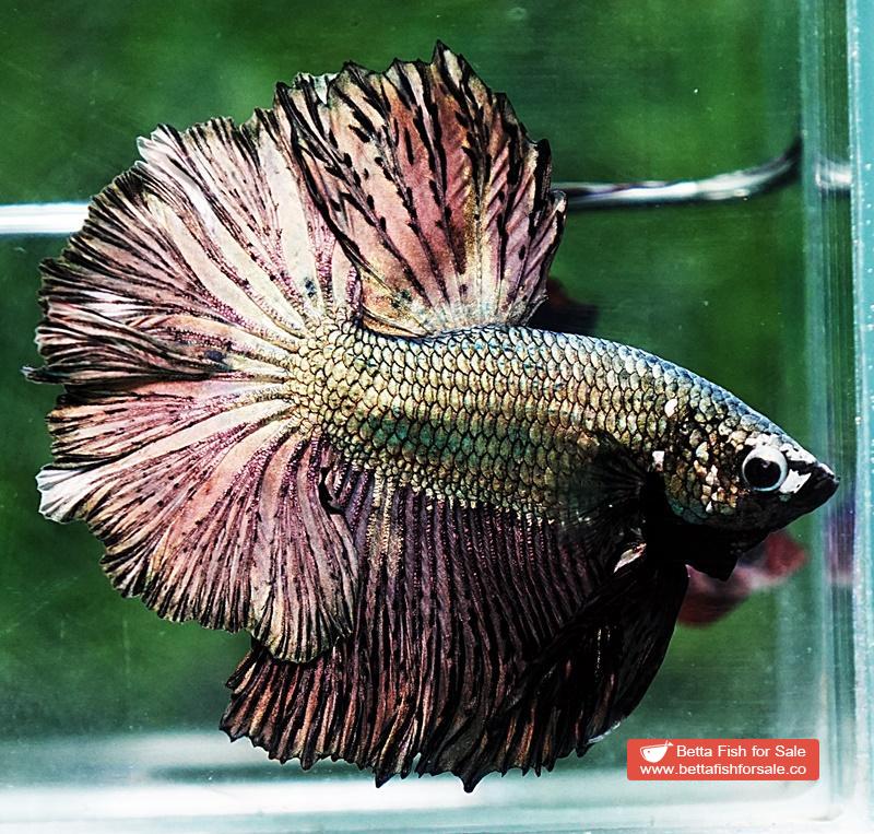 Betta fish OHM Classic Copper Gold Rosetail - Image 5