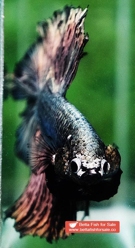 Betta fish OHM Classic Copper Gold Rosetail - Image 6