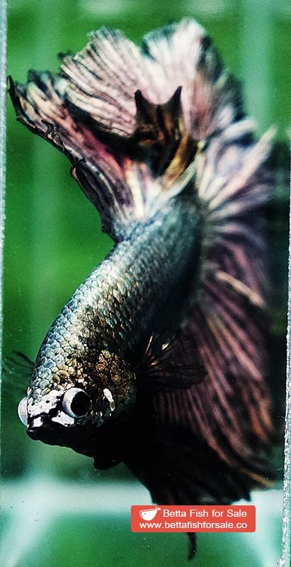 Betta fish OHM Classic Copper Gold Rosetail - Image 7