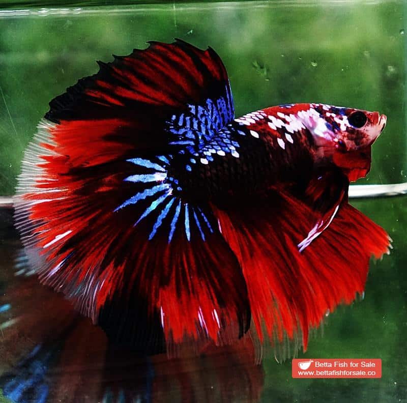Betta fish HM Red Devil Warrior - Image 3