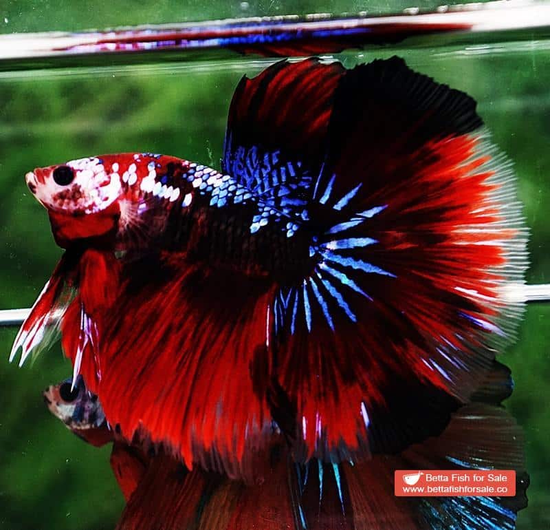 Betta fish HM Red Devil Warrior - Image 2
