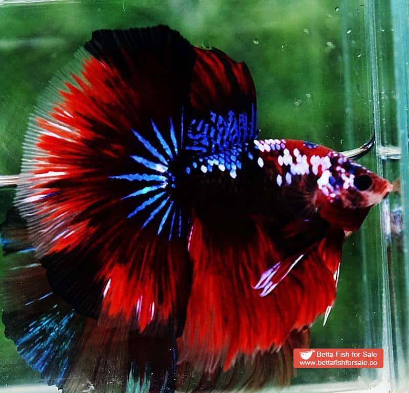 Betta fish HM Red Devil Warrior - Image 4