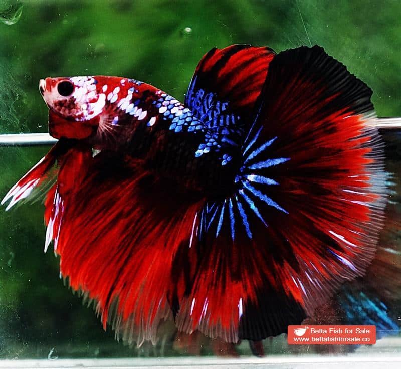 Betta fish HM Red Devil Warrior - Image 5
