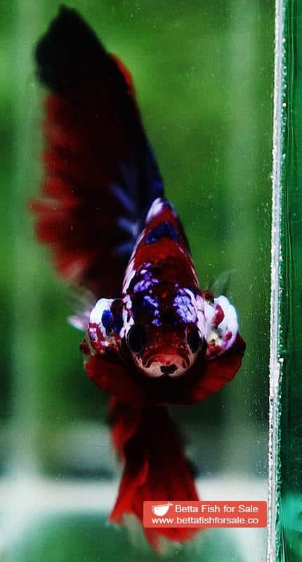 Betta fish HM Red Devil Warrior - Image 6