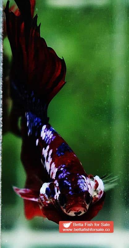 Betta fish HM Red Devil Warrior - Image 7